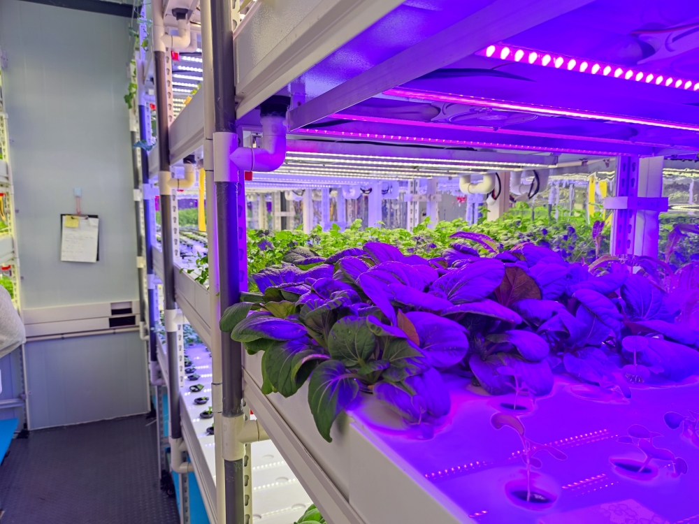 Hydroponics in Business