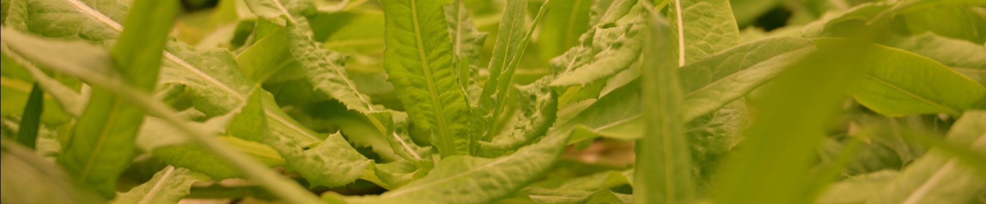 hydroponic vertical tray farming